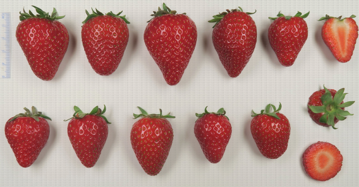 Variété de fraise : DA 64